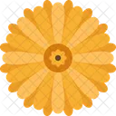 Chamomile Flower Herb Icon