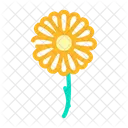 Chamomile Flower  Icon