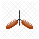 Dates  Icon
