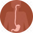 Human Anatomy Digestive System Stomach Icon