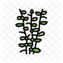Moneywort  Icon