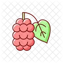 Mulberry Morus Fruit Icon